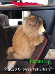 Tanqueray - tree