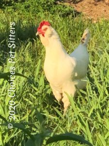 White Leghorn