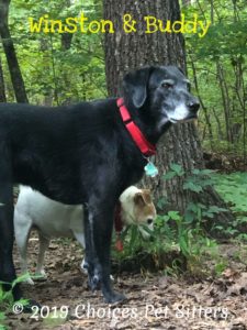 Winston and Buddy
