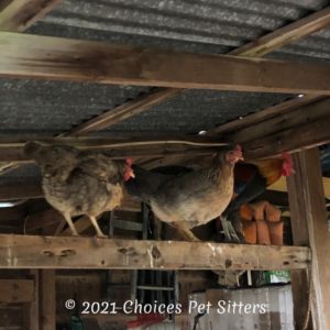 Pierce Chickens