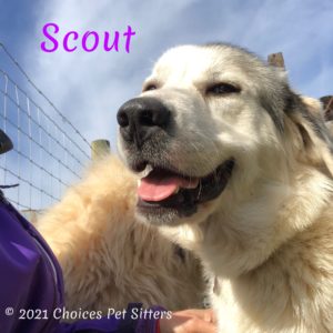 Scout