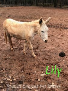Lily (donkey)