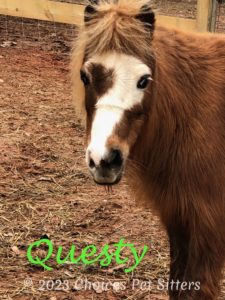 Questy (pony)