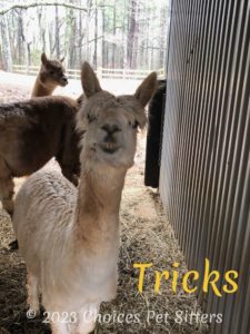Tricks (alpaca)