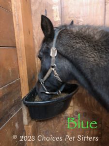 Blue (horse)