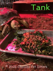 Tank (turtle)