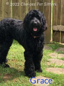 Grace (dog)