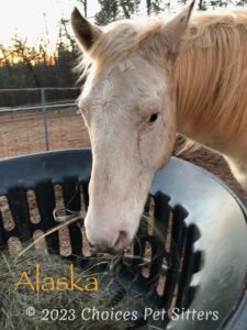 Alaska (horse)