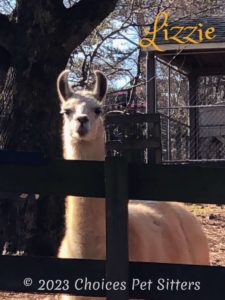 Lizzie (llama)