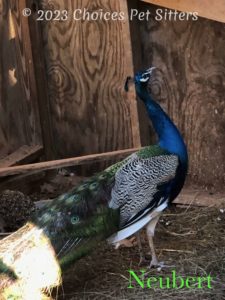 Neubert (Peacock)
