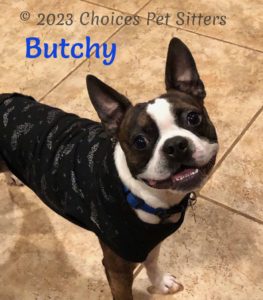 Butchy (dog)