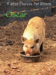 Oscar (pig)