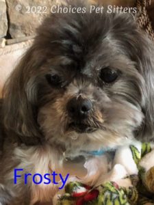 Frosty (dog)