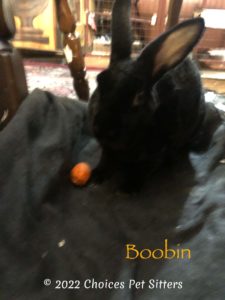 Boobin (rabbit)