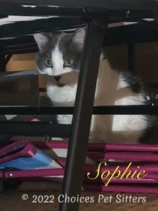 Sophie (cat)