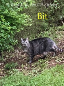 Bit (cat)